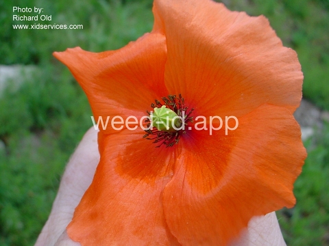poppy, field
